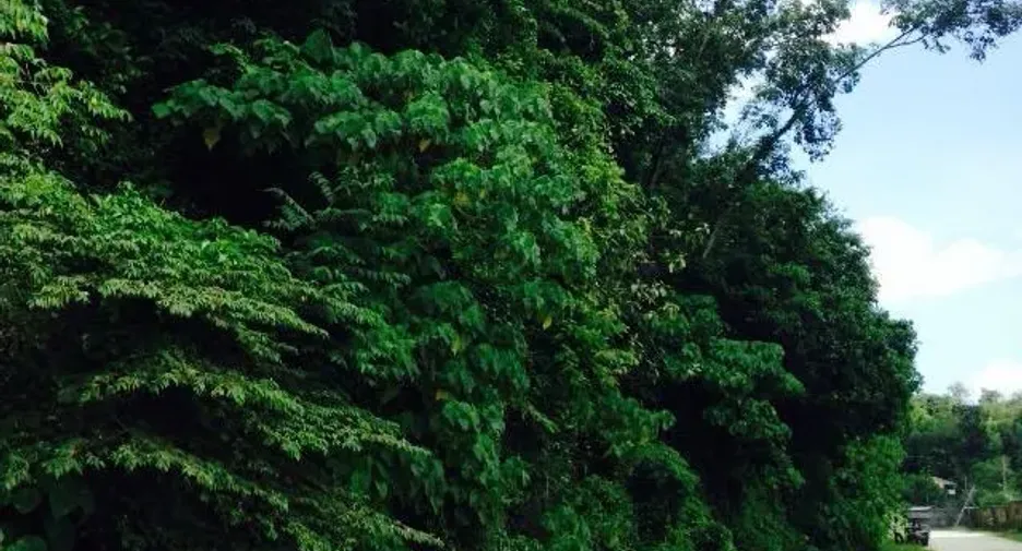 Terreno en venta en Kathu, Phuket