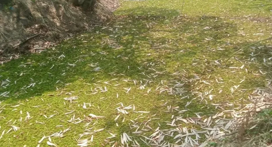 Продажа Участок в Mueang Lampang, Lampang