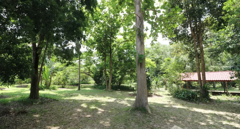 For sale land in Tha Uthen, Nakhon Phanom