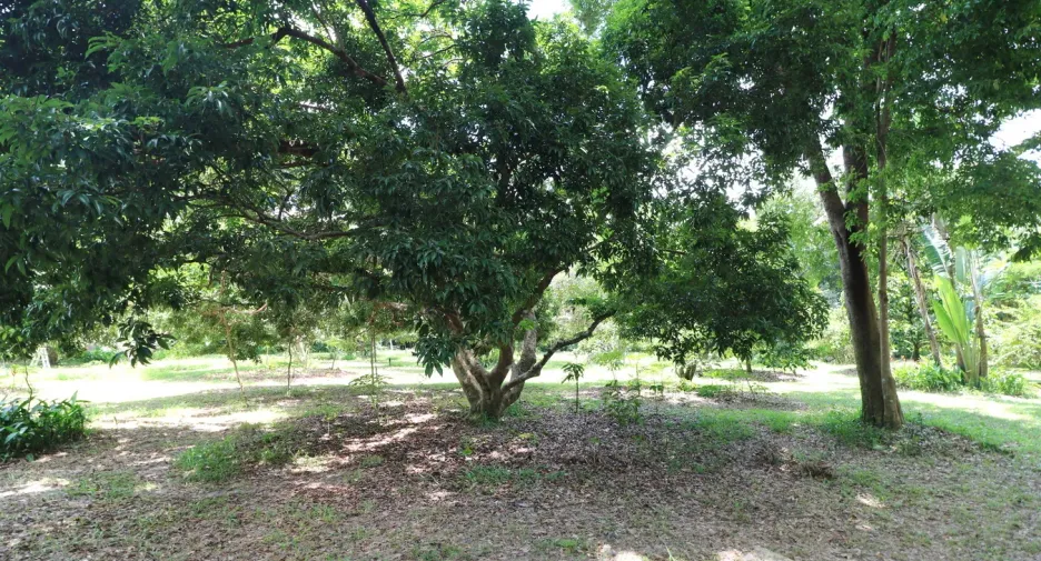 For sale land in Tha Uthen, Nakhon Phanom