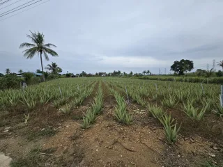 出售 土地 在 华欣, 班武里府