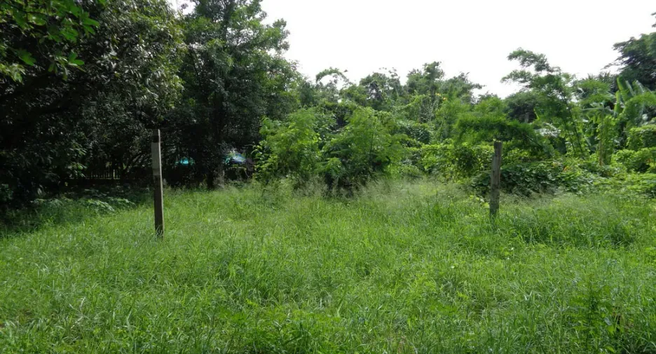 For sale land in Chai Badan, Lopburi