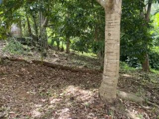 出售 土地 在 Phuket Town, 普吉