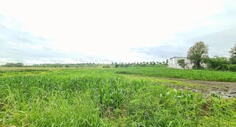 For sale land in Bueng Sam Phan, Phetchabun