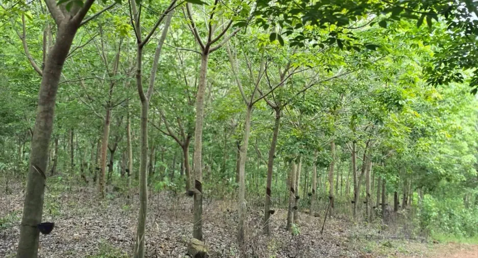 出售 土地 在 Wang Thong, Phitsanulok