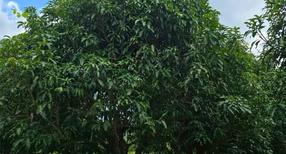 For sale land in Wang Thong, Phitsanulok