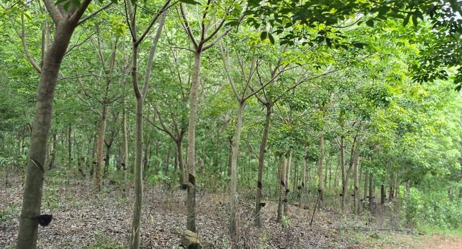 For sale land in Wang Thong, Phitsanulok