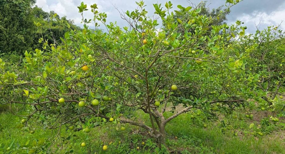 For sale land in Wang Thong, Phitsanulok
