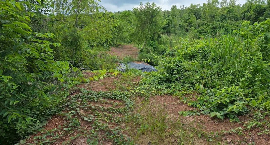 For sale land in Wang Thong, Phitsanulok