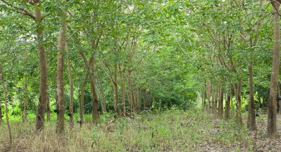 For sale land in Wang Thong, Phitsanulok