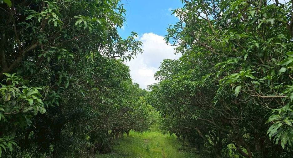 For sale land in Wang Thong, Phitsanulok