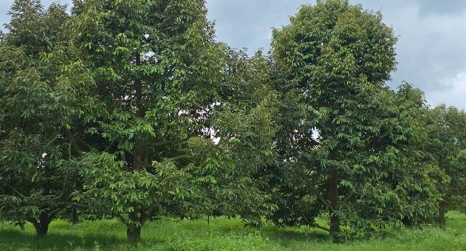For sale land in Wang Thong, Phitsanulok