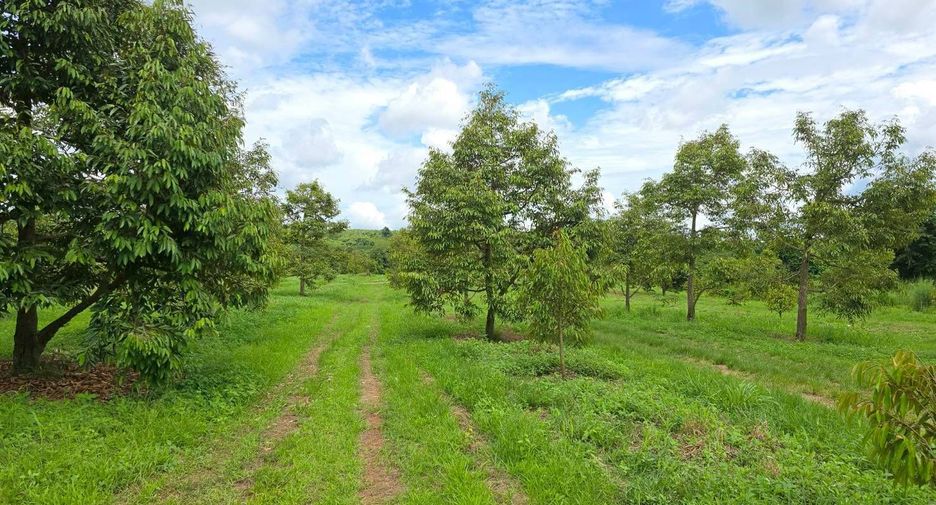 For sale land in Wang Thong, Phitsanulok