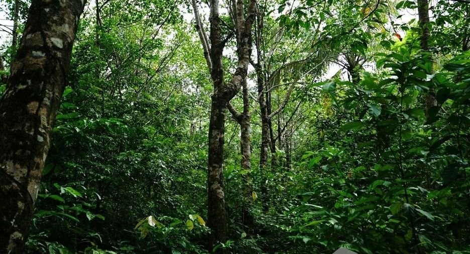ขาย ที่ดิน ใน เมืองระนอง, ระนอง