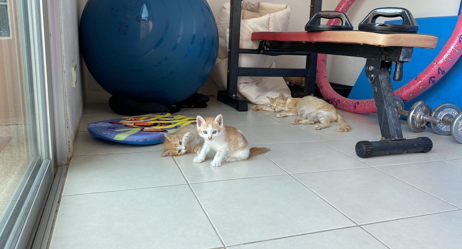ขาย 3 ห้องนอน วิลล่า ใน เมืองภูเก็ต, ภูเก็ต
