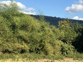 For sale land in Mueang Nongbua Lamphu, Nong Bua Lamphu