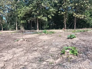 For sale land in Mueang Phitsanulok, Phitsanulok