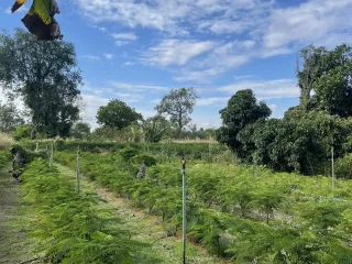 À vendre terrain à Mueang Prachinburi, Prachin Buri