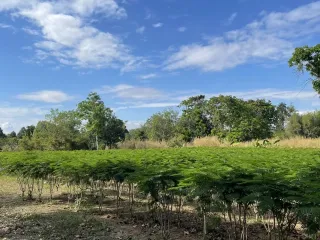 À vendre terrain à Mueang Prachinburi, Prachin Buri