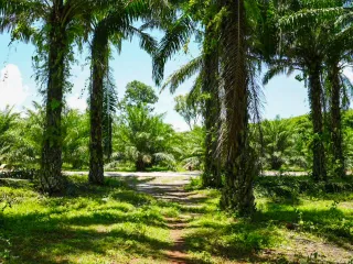Grundstück zum Kauf in Mueang Krabi, Krabi