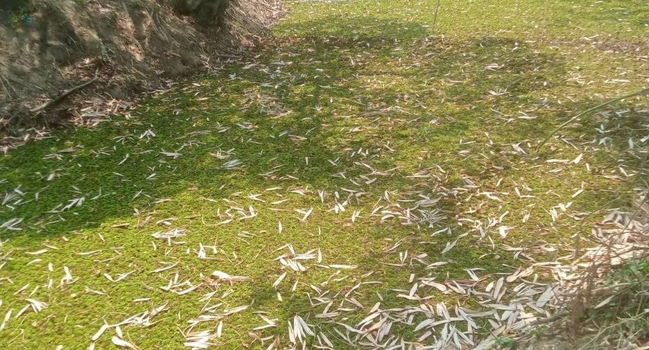 Продажа Участок в Mueang Lampang, Lampang