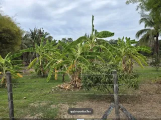 For sale land in Khao Yoi, Phetchaburi