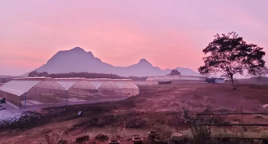 For sale land in Wang Saphung, Loei