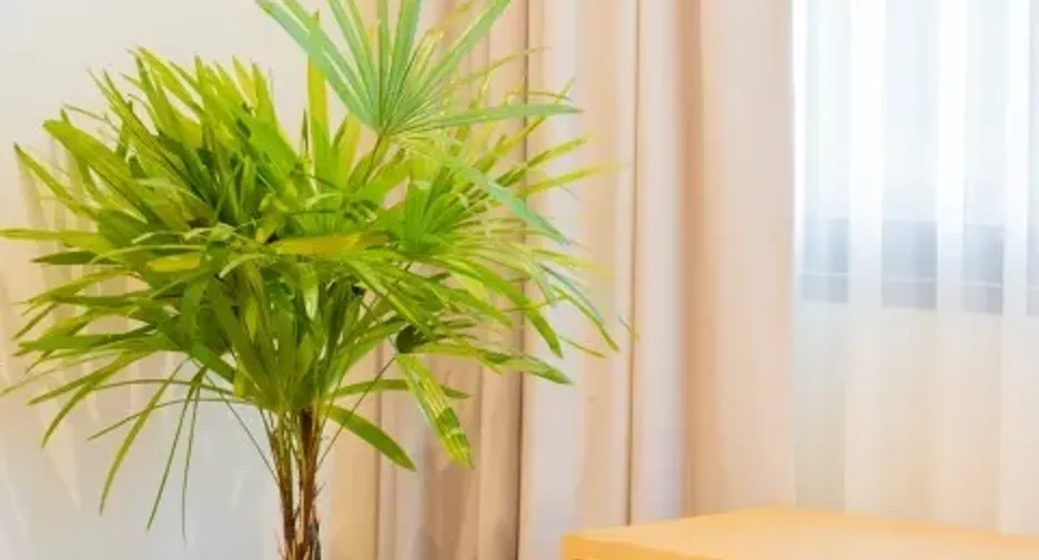 For sale 2 bedrooms villa in Thalang, Phuket