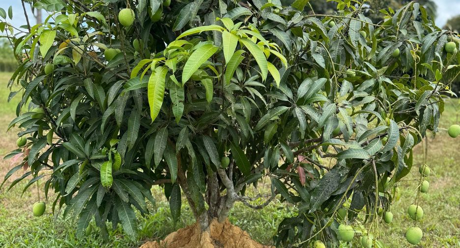 For sale land in Takua Thung, Phang Nga