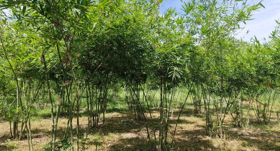 For sale land in Mueang Amnat Charoen, Amnat Charoen