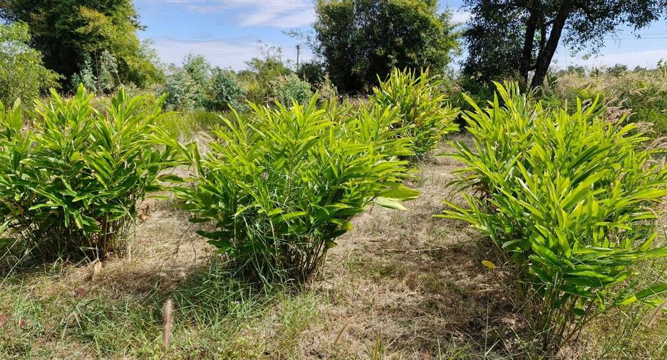 For sale land in Mueang Amnat Charoen, Amnat Charoen