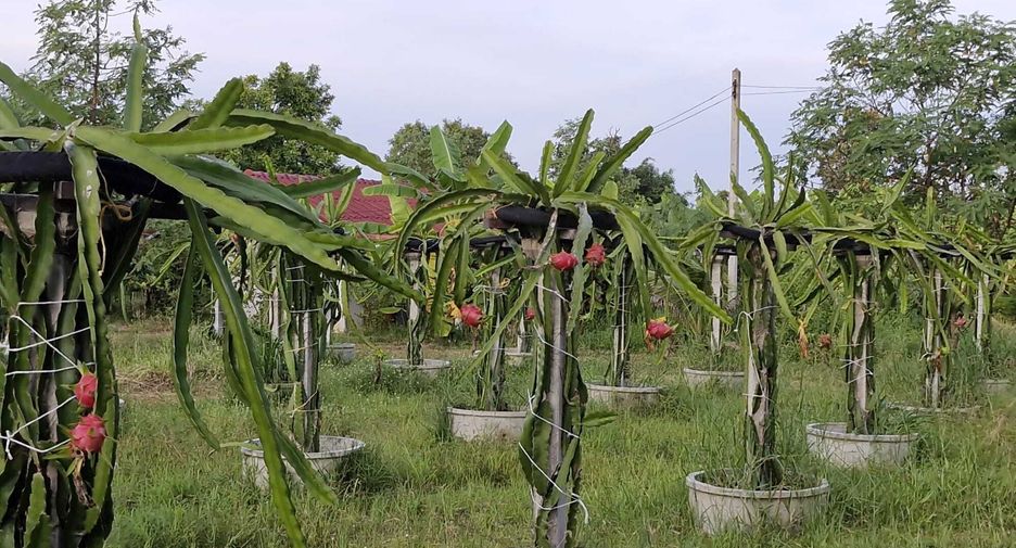 For sale land in Mueang Amnat Charoen, Amnat Charoen
