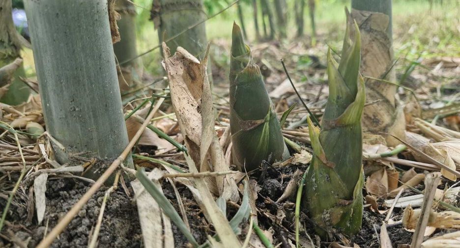 For sale land in Mueang Amnat Charoen, Amnat Charoen