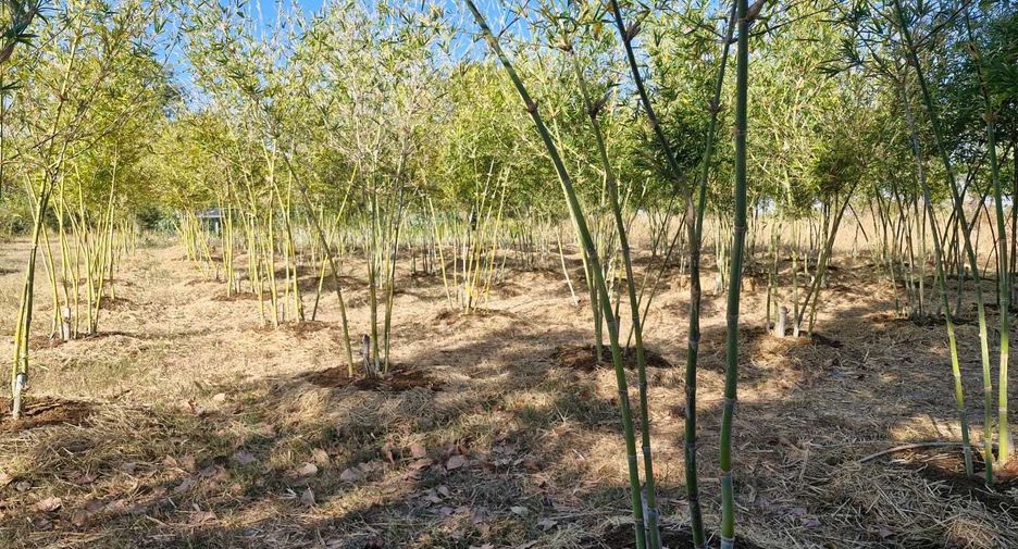 For sale land in Mueang Amnat Charoen, Amnat Charoen