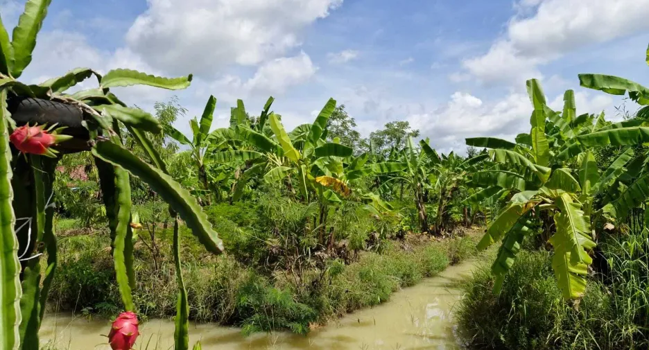 For sale land in Mueang Amnat Charoen, Amnat Charoen