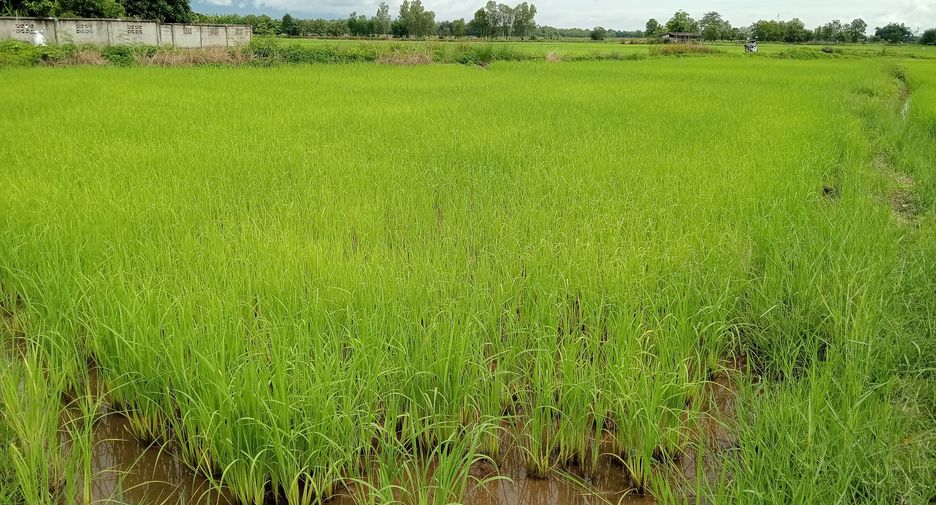 For sale land in Mueang Phayao, Phayao
