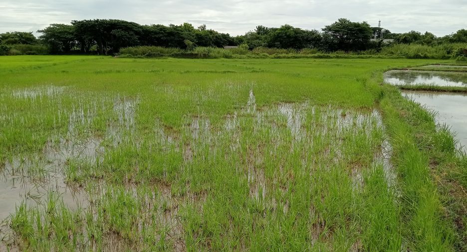 For sale land in Mueang Phayao, Phayao