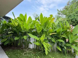 For rent 3 bedrooms villa in Mueang Phuket, Phuket