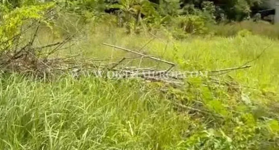 For sale land in Wang Thong, Phitsanulok
