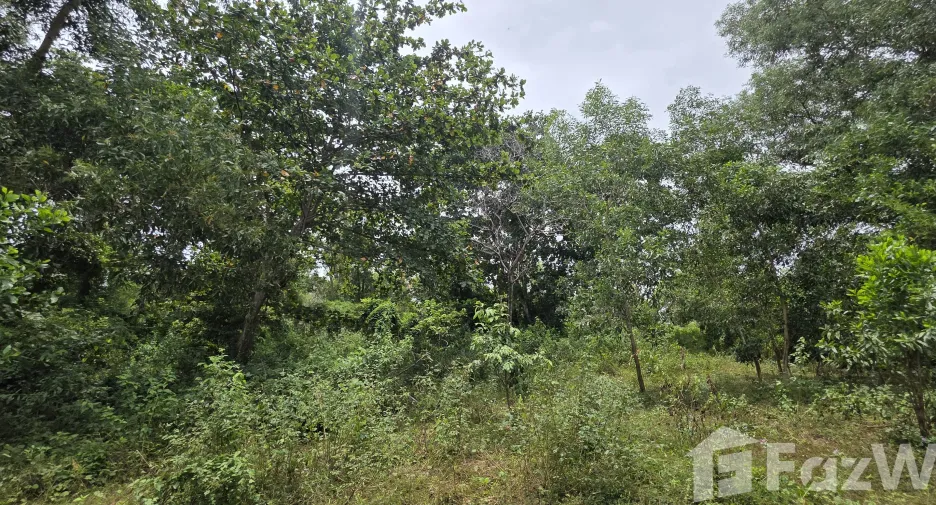 ขาย ที่ดิน ใน ถลาง, ภูเก็ต