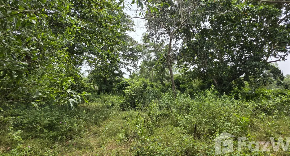 ขาย ที่ดิน ใน ถลาง, ภูเก็ต