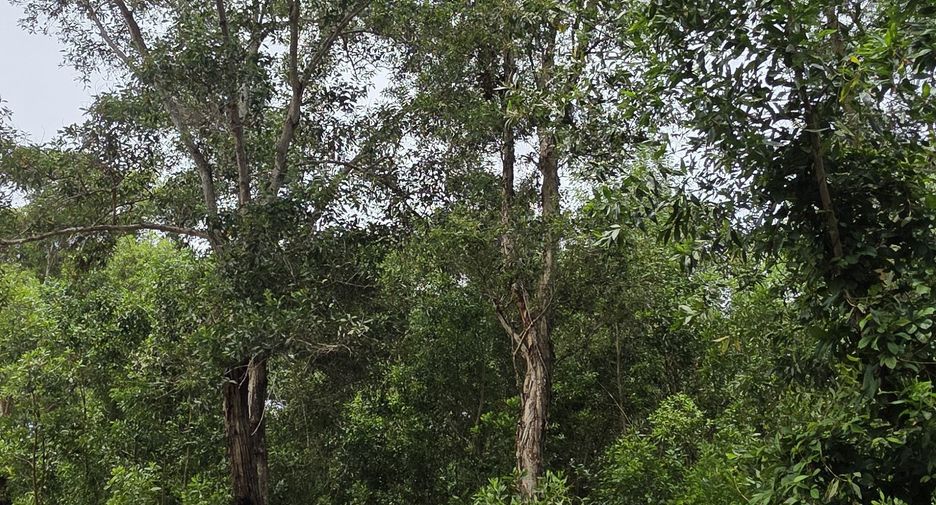 ขาย ที่ดิน ใน ถลาง, ภูเก็ต