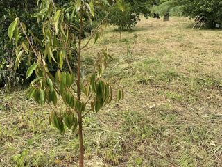 For sale land in Thong Pha Phum, Kanchanaburi