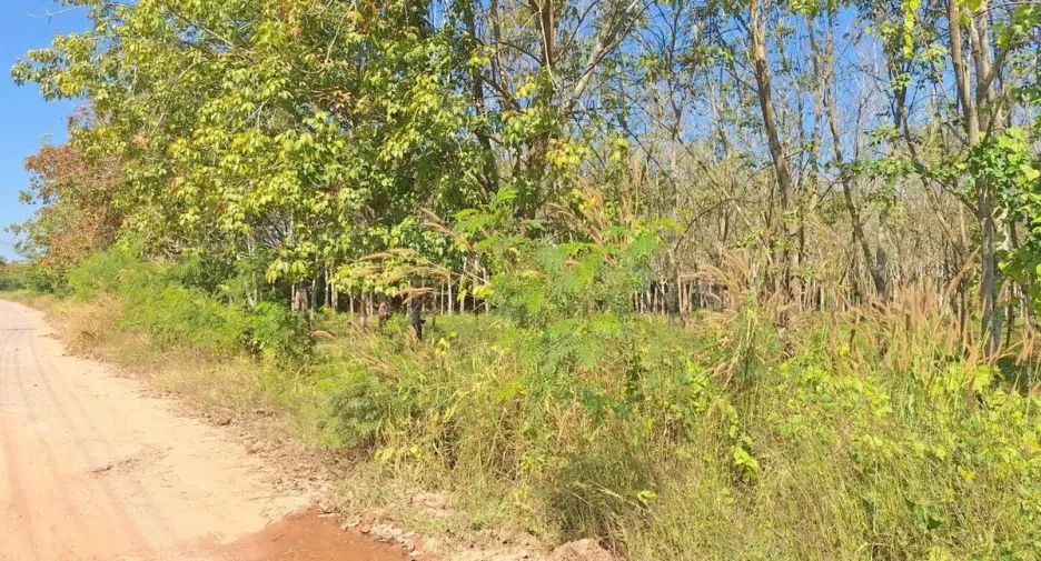For sale land in Nong Wua So, Udon Thani