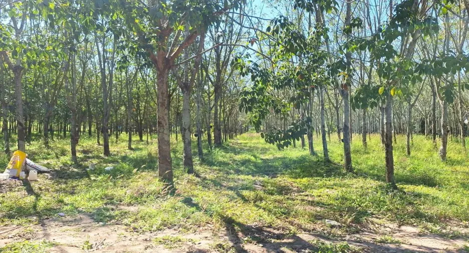 For sale land in Nong Wua So, Udon Thani