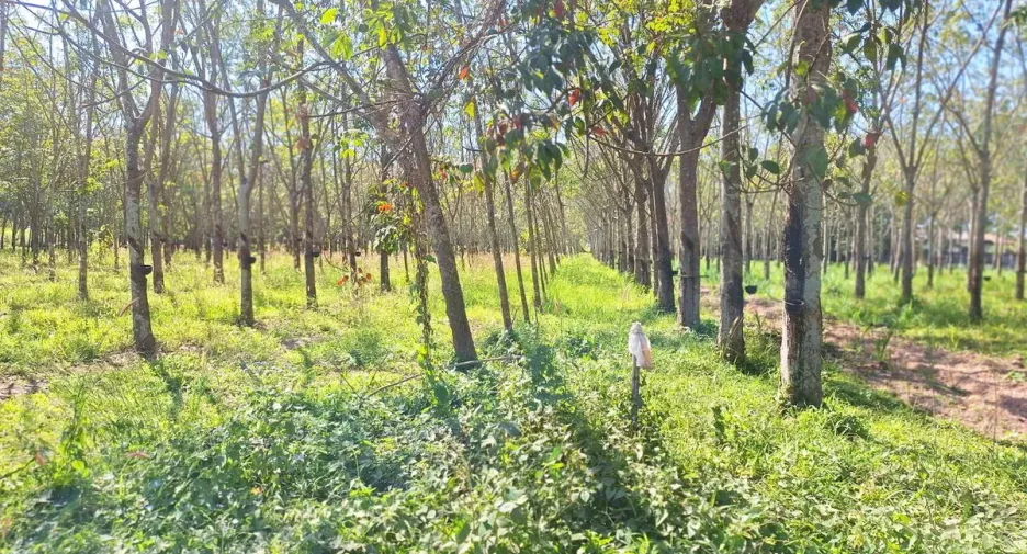 For sale land in Nong Wua So, Udon Thani