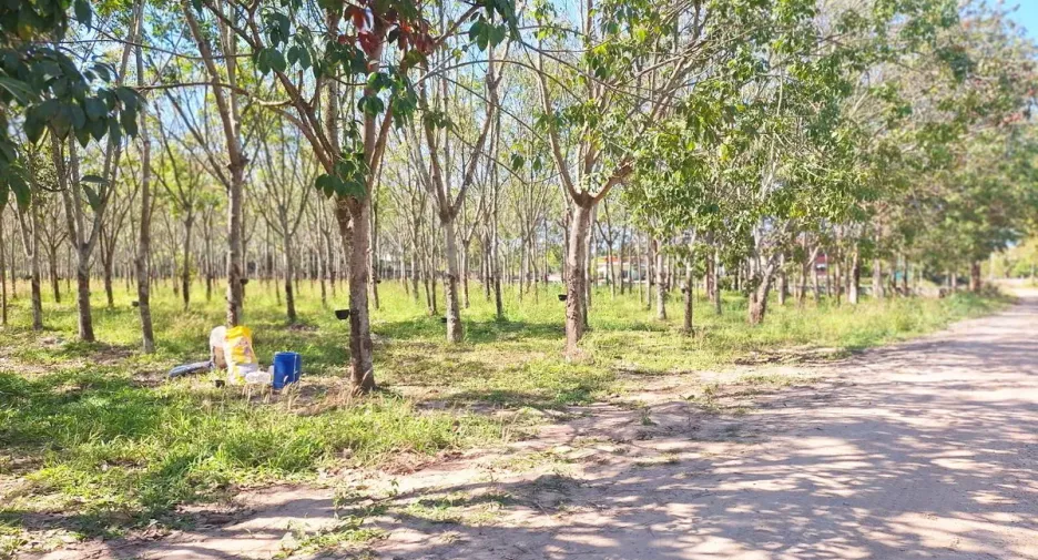 For sale land in Nong Wua So, Udon Thani
