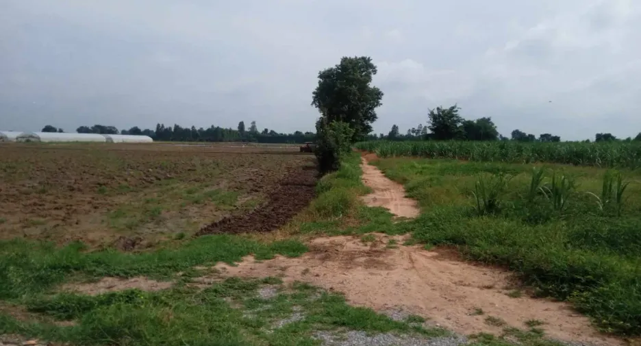 For sale land in Nong Ya Sai, Suphan Buri