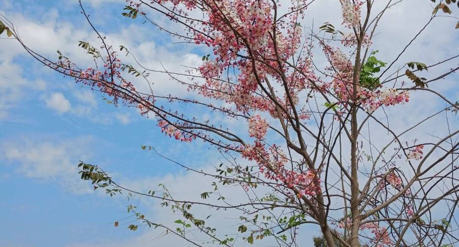 À vendre terrain à Sikhio, Nakhon Ratchasima