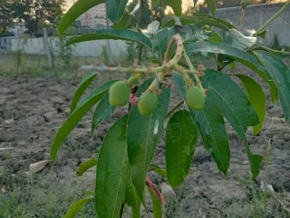 Продажа Участок в Буенг Кум, Бангкок
